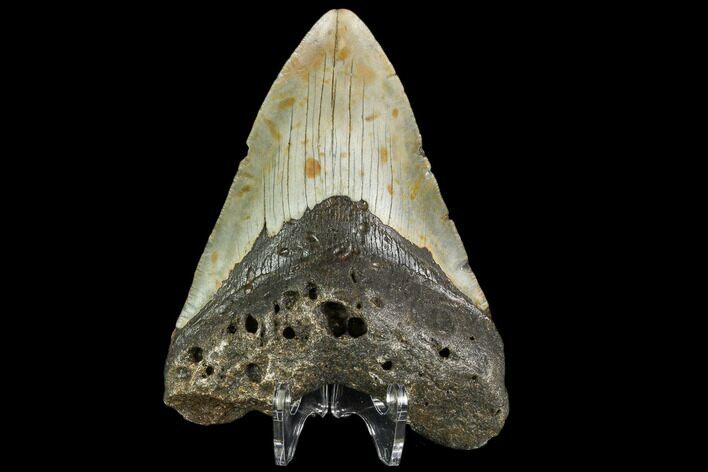 Bargain, Fossil Megalodon Tooth - North Carolina #108971